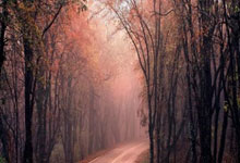 天涯神贴四大预言 全都在网上火过！